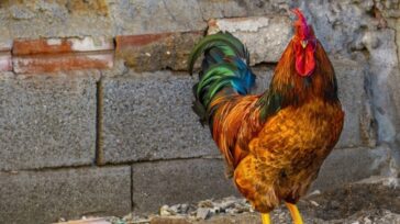 Ποιος είναι πιο δυνατός; Το κουνούπι και ο κόκορας ή το λιοντάρι και ο ελέφαντας; Η τραγικότητα της Ηθικής της Δυνάμεως