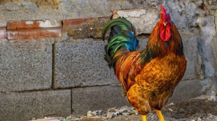 Ποιος είναι πιο δυνατός; Το κουνούπι και ο κόκορας ή το λιοντάρι και ο ελέφαντας; Η τραγικότητα της Ηθικής της Δυνάμεως