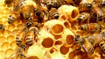 Πρόπολη: Ένα φυτικό αντιβιωτικό που καταπολεμά ιώσεις, βακτηριακές λοιμώξεις και κλείνει πληγές