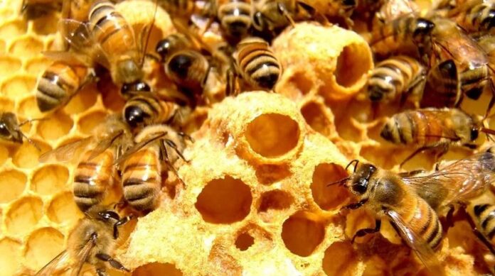 Πρόπολη: Ένα φυτικό αντιβιωτικό που καταπολεμά ιώσεις, βακτηριακές λοιμώξεις και κλείνει πληγές