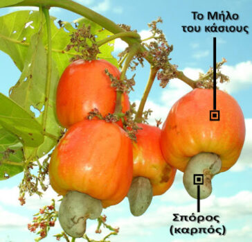 Κάσιους Διατροφή: Απόλυτα η καλύτερη θεραπεία για την κατάθλιψη χωρίς φαρμακευτική αγωγή