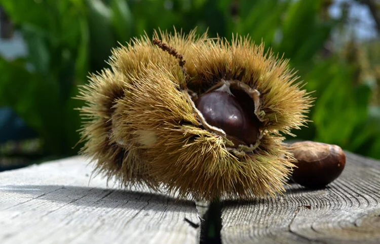 Κάστανο: Ο καρπός που ήρθε από τον Πόντο στην Ελλάδα και στα δύσκολα χρόνια έθρεψε πολλές γενιές Ελλήνων