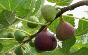 Ο χωρικός και τα σύκα (Δίδαγμα)