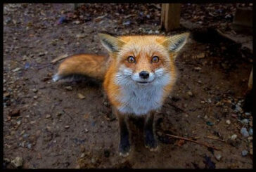 Η ευχή και η Αλεπουδίτσα