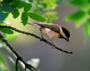 Δένδρα και κλαδιά….