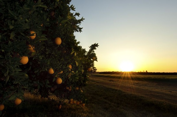 Το χειμωνιάτικο φρούτο που ρίχνει την χοληστερόλη και προστατεύει από τη γρίπη