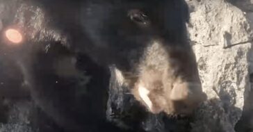 Αρκούδα όρμηξε σε ορειβάτη στην Ιαπωνία – Την κλότσησε και τράβηξε βίντεο