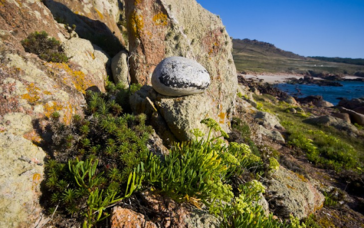 Κρίταμο: Η πολύτιμη υπερτροφή γνωστή από τα βάθη της ιστορίας μας!!