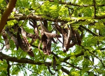 Τα χαρούπια «Η αχώριστη συντροφιά μας τα χρόνια της πείνας»