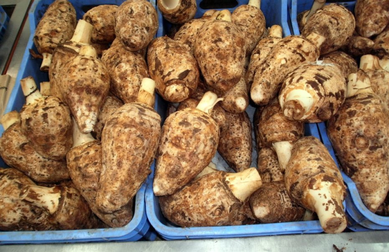 Κολοκάσι: Το μυστικό της μακροζωίας των Ικαριωτών