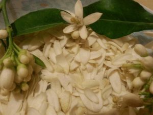 Λικέρ από Άνθη Πορτοκαλιάς.. Λεμονιάς.. Νερατζιάς… Μανταρινιάς