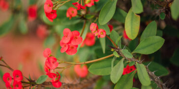Εκρήγνυται σε λουλούδια σε μία εφαρμογή