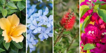 Μόνο 1 φλιτζάνι ανά μήνα ανθίζουν εξαιρετικά και οι ρίζες και τα λουλούδια όλο το χρόνο