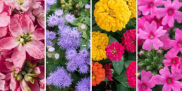 Μόλις 1 φλιτζάνι το κάνει να εκραγεί από ανάπτυξη και άνθιση