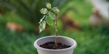 Πώς να πάρετε μοσχεύματα τριαντάφυλλου που λίγοι γνωρίζουν