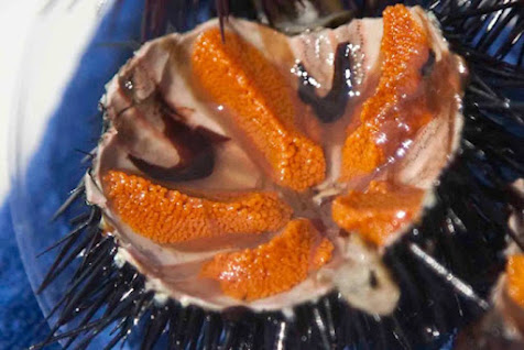 Αχινός, το ελληνικό χαβιάρι Αχινός, το ελληνικό χαβιάρι