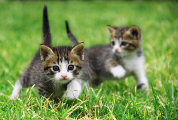 Τα πεινασμένα γατάκια του Αγ. Παισίου