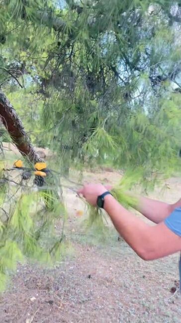 Τα πρώτα δέντρα με κρέας στον κόσμο.