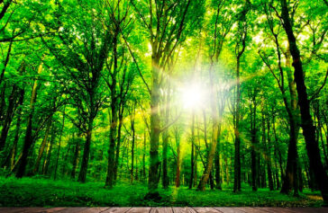 Ο Θεός είναι καλός και ότι κάνει είναι τέλειο! – Διδακτική ιστορία